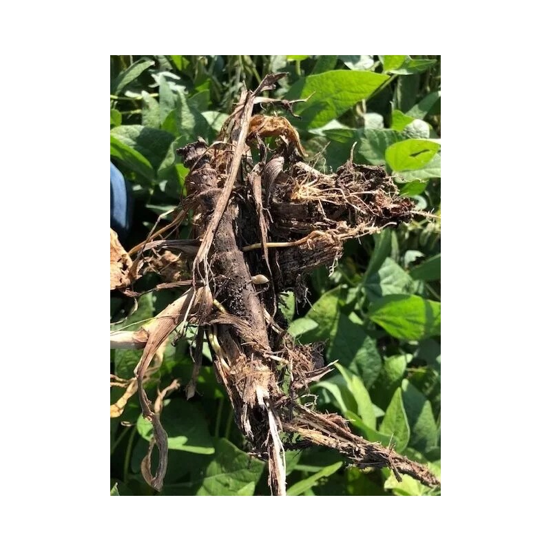 Nature's Formula Microburst Accelerate Residue Breakdown in Soil 1 Gallon