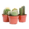 Cactus Plants Live – Large Assorted 4-Inch Cactus Plants –