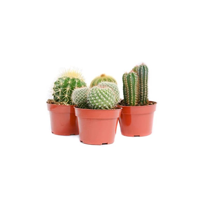 Cactus Plants Live – Large Assorted 4-Inch Cactus Plants –