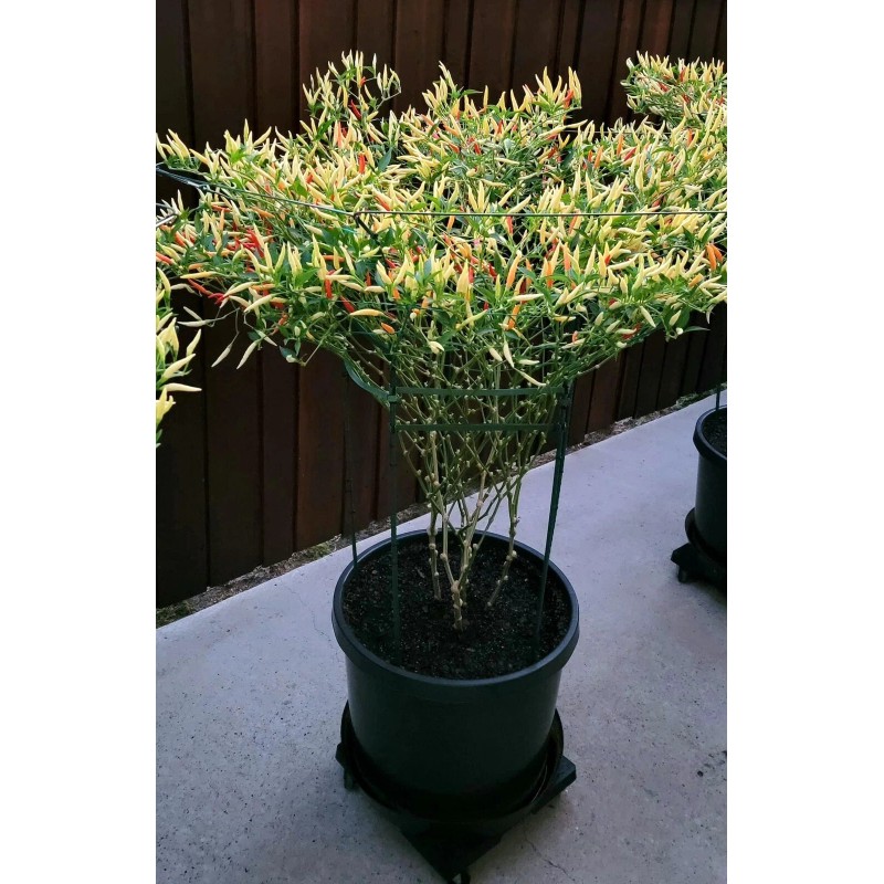 Home-Growth Hot- Crunchy White Eagle Claw Chili Pepper - 30