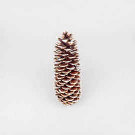 GS Foliage Large Pine Cones for Crafts, 8 Inch -12 Inch Frosted Pine Cone Ornaments for Christmas Tree, Set of 3 Sugarcone Pinecones for Decorating, Vase Filler, Decor, Decorative Bag of Pinecone