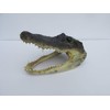 Real 8" Alligator Head from a 5 foot Gator Taxidermy
