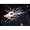Florida Shells and Gifts One Beautiful Small Venus Comb Murex