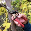 Barnel B317CS 7-3/4-Inch Ergonomic High Tech Collection Series Bypass Garden