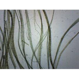 EISCO - Linen, Wholemount - Prepared Microscope Slide - 75 x 25mm - Biology & Microscopy