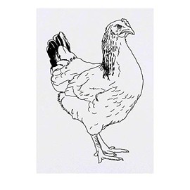 'Chicken' Temporary Tattoo - Water Resistant, Skin-Safe, Non-Toxic Transfer (TO00035996)