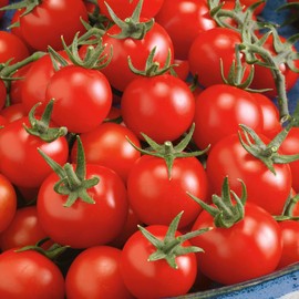 Fox Cherry Tomato Seeds - 0.25 Oz ~1700 Seeds - Non-GMO - Vegetable Garden - Solanum lycopersicum