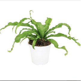 Bird's Nest Fern (4" Grower Pot) - Eye-catching, Easy to Grow, Easy to Care Houseplant - Live Healthy Houseplant for Home Office Decoration