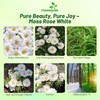 Outsidepride White Moss Rose Seeds - 5000 Pcs Annual, Drought