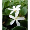 Home-Growth Natal Plum, Carissa Macrocarpa - 20 Seeds 2025 -