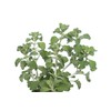 Health Embassy White Horehound Herb (Marrubium L. - Marrubium Vulgare