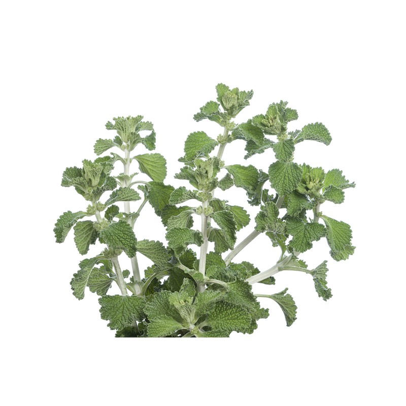 Health Embassy White Horehound Herb (Marrubium L. - Marrubium Vulgare