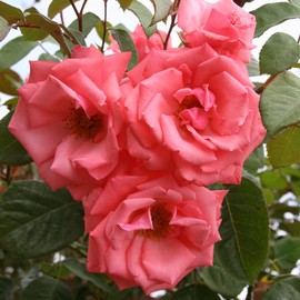 Heirloom Roses Climber Rose Plant - Agatha Christie Pink Rose Bush, Climbing Roses Live Plant for Planting Outdoors