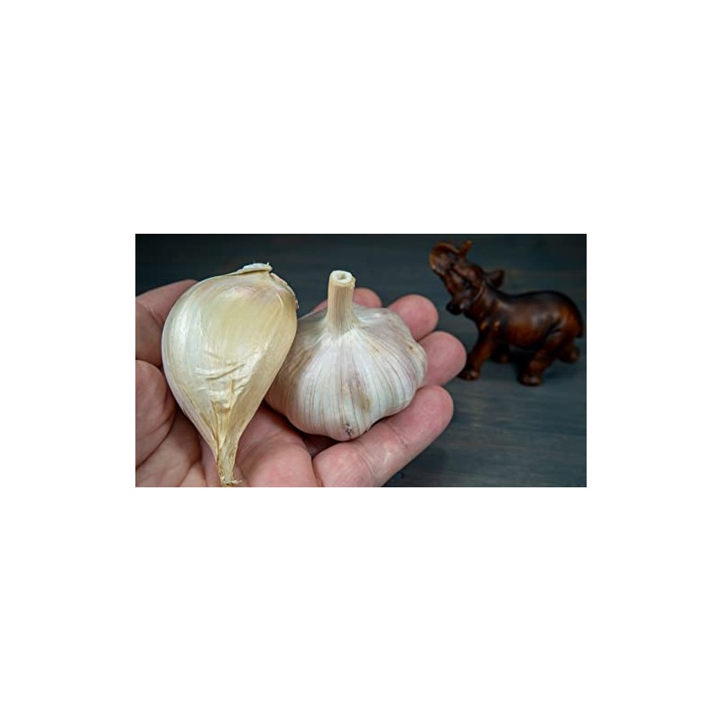 Fresh organic elephant garlic bulbs 2 pounds