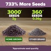 HOME GROWN 𝗨𝗦𝗔 𝗣𝗥𝗘𝗠𝗜𝗨𝗠 English Lavender Seeds 2 Pack 3000