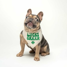 Lucky Charm Dog Bandana | 100% Cotton Triangle | Made in USA | Funny St. Patrick's Day Photoshoot Prop | Shamrock | Drinking Bar Parade Event Or Party | Black One Size (1206)