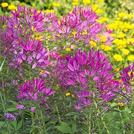 Spider Plant Seeds (Cleome hassleriana) Packet of 50 Seeds