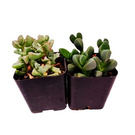 USKC Live Succulent Cactus Plants (Two 2"Pot Set) (Ice Plants-Oscularia Deltoides+Corpuscularia Lehmannii)