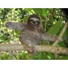 Three Toed Sloth Poster Photo Cute Wild Animals Posters 11x14