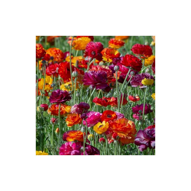 Eden Brothers Ranunculus Bulbs - Passion Mix