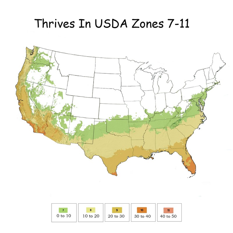 10 Inch Palm, Windmill