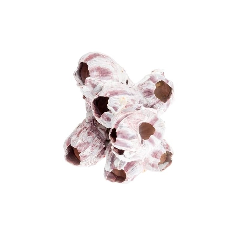 Nadeco® Seepocken 15 cm | Barnacle | Balanidae | Maritime