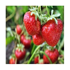 Quinalt Everbearing Strawberry 25 Bare Root Plants - Huge Fruit Size