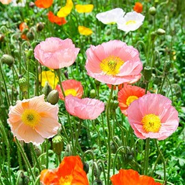 Poppy Flower Seed - Iceland - Champagne Bubbles Mix - 500 Seeds - Annual Poppies Garden - Mixed Colors - Wildflower Flower Gardening