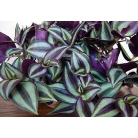 Purple Wandering Jew - Easy to Grow House Plant - Inch Plant - 4" Pot