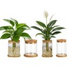 Plant Propagation Station Glass Planter Terrariums with Wooden Lid