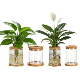 Plant Propagation Station Glass Planter Terrariums with Wooden Lid