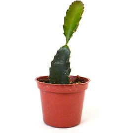 Chandelier Craft & Gardening Dragon Fruit Live Plant in 4" Pot White Pulp (Pitaya Hylocereus)