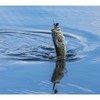 Buckeye Lures G-Buzz Bait 1/4 OZ. / Black W/Black Blade