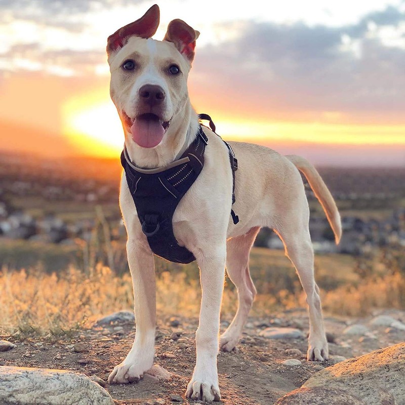 Rabbitgoo Dog Harness, Anti-Pulling, Less Burden, Collar, Fitting Without Lifting