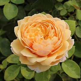 Heirloom Roses David Austin Rose Bush - Charles Darwin® Live Yellow Rose Plant for Outdoor Planting