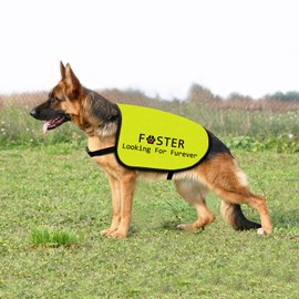 Foster Dog Jacket Vest Looking for Furever Dog Harness Dog Adoption Slogan Vest (Looking for Furever-Medium)