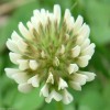 SeedRanch White Dutch Clover Seed: Nitro-Coated & Inoculated 10 Lbs.
