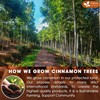 FreshDrinkUS, Premium 30+ Cinnamon Dried Sticks, Whole Sticks, 100% Natural