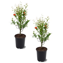 Russian 26 Pomegranate Tree, Fruit Bearing, Hardy, 1 gal Nursery Pot, 12-18 in Tree Height (Due to Agricultural Laws, we Cannot Ship to CA, AZ, AK, or HI), 2 Pomegranates