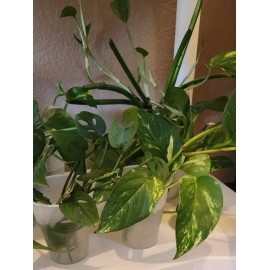 Vine Golden Pothos Starters (3 pack) No Pots. Rooted and Ready To Plant
