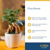 Costa Farms Bonsai Miniature Tree Live Plant in Decorative Pot,