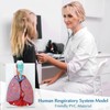 JNMFTD Human Respiratory System Model,1:1 Life Size Human Larynx Heart