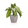 LECHUZA Classico Color 14 Deco 16680 Table Pot Matte Surface
