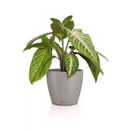 LECHUZA Classico Color 14 Deco 16680 Table Pot Matte Surface Diameter 15 x 13.5 cm Sand Brown