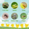 Mosqueda 36 Pack Yellow Sticky Bug Traps – Fruit Fly