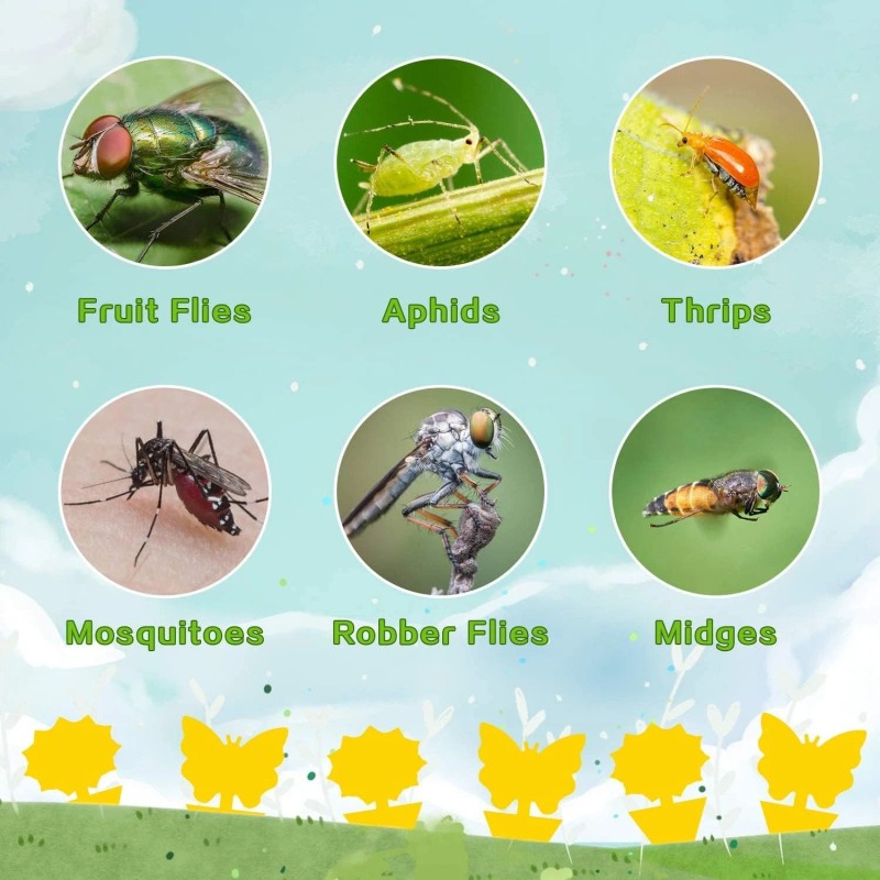 Mosqueda 36 Pack Yellow Sticky Bug Traps – Fruit Fly