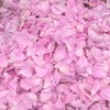 Martina Gebhardt Rose Face Lotion (100 ml) • Organic Face