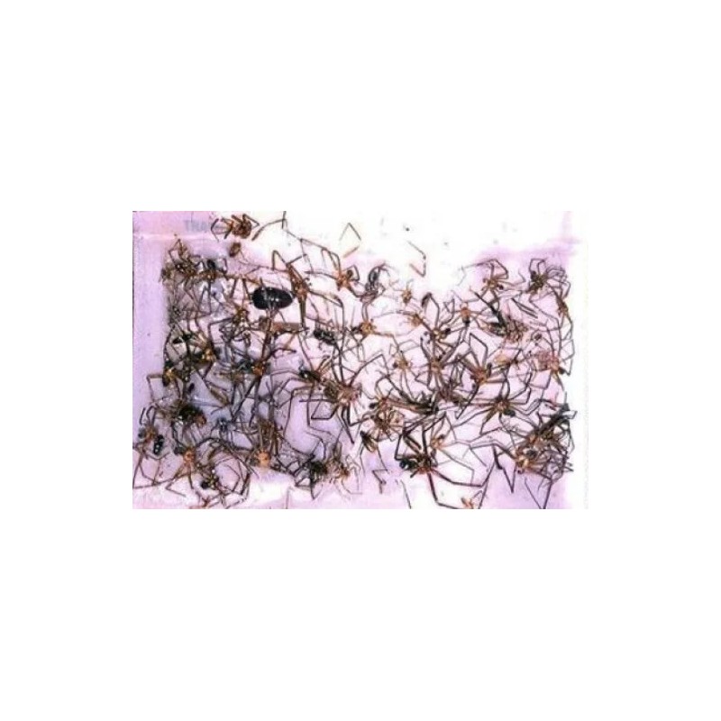 Bell Labs 12 Brown Recluse Spider Traps House Spider Traps