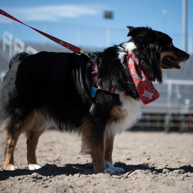 Hooey Nomad Walking Dog Harness, No-Pull Adjustable Harness for Dogs,