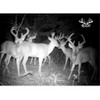 Buck Blitz - Premium Deer Attractant and Hunting Bait for